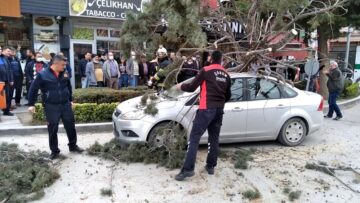 Şiddetli rüzgar ağaçları devirdi