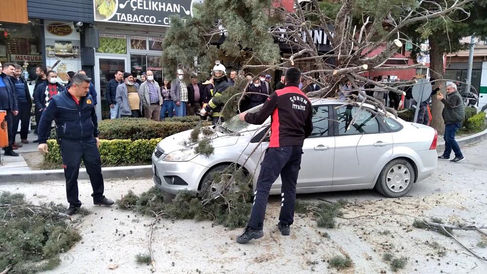 Şiddetli rüzgar ağaçları devirdi