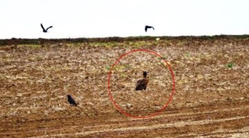 Kara akbabalar Çorum’da görüldü