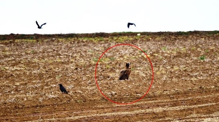 Kara akbabalar Çorum’da görüldü