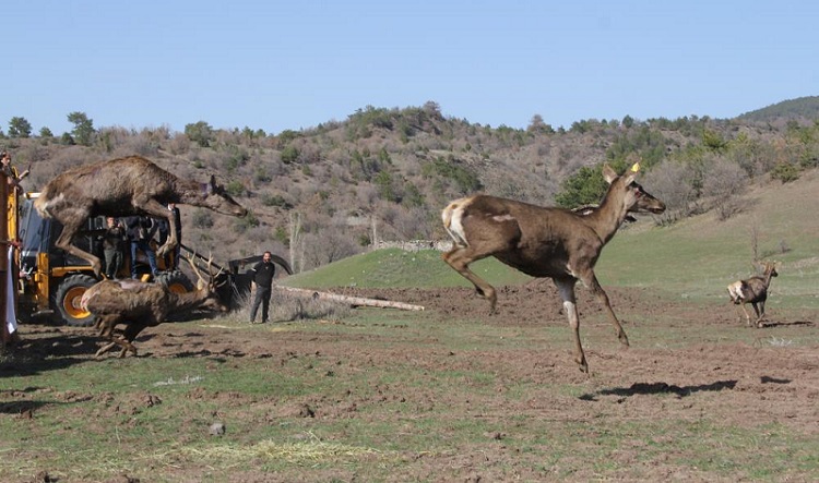 Çorum’da 5 geyik doğaya salındı