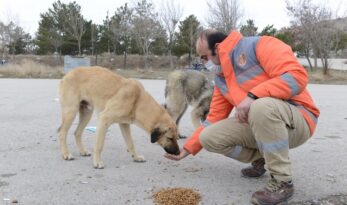 Sahipsiz hayvanlar korumaya alınacak