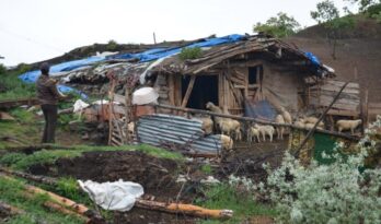 Aç kalan kurtlar koyunları telef etti!