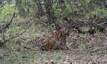 Anadolu vaşağı Çorum’da görüldü!