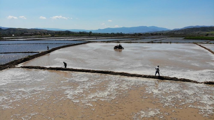Beyaz altın’ın ekimine başlandı