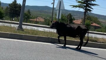 İnek trafiği tehlikeye düşürdü