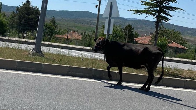 İnek trafiği tehlikeye düşürdü