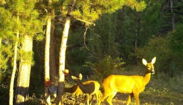 Çorum’da foto kapana takıldılar!