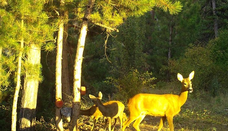 Çorum’da foto kapana takıldılar!