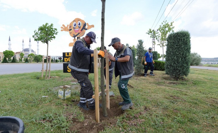 Çevre yolu ağaçlarla yeşillenecek
