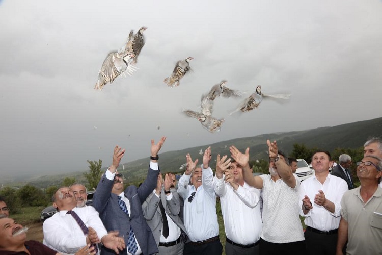 Çorum’da doğaya bin keklik salındı