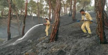 Yıldırım orman yangını çıkardı