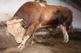 Bir tonluk boğa rekor fiyata satışta!