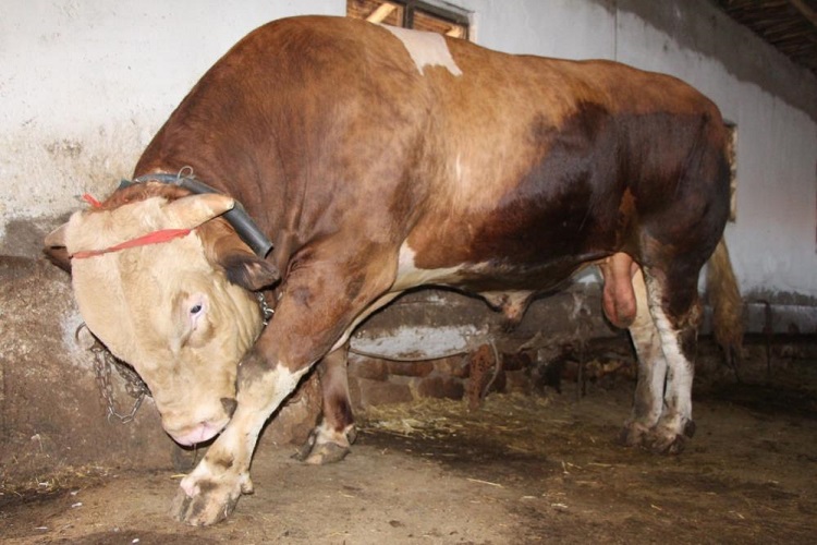 Bir tonluk boğa rekor fiyata satışta!