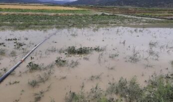 Yağış ve dolu tarım arazilerini vurdu
