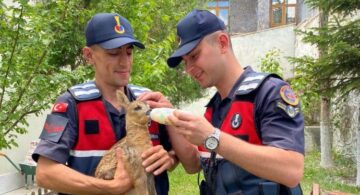 Yavru karacaya jandarma şefkati