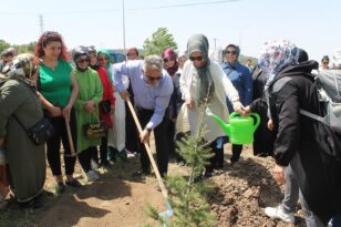 Ak parti teşkilatı fidan dikti