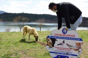 Veteriner işleri 24 saat nöbet tutuyor
