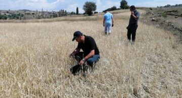 Dolu yağışı arazilere zarar verdi