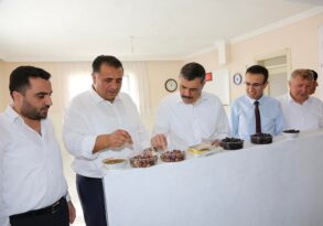 Çorum’da zeytin yetiştirildi!