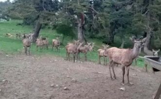 Çorum’da 8 geyik doğaya salındı