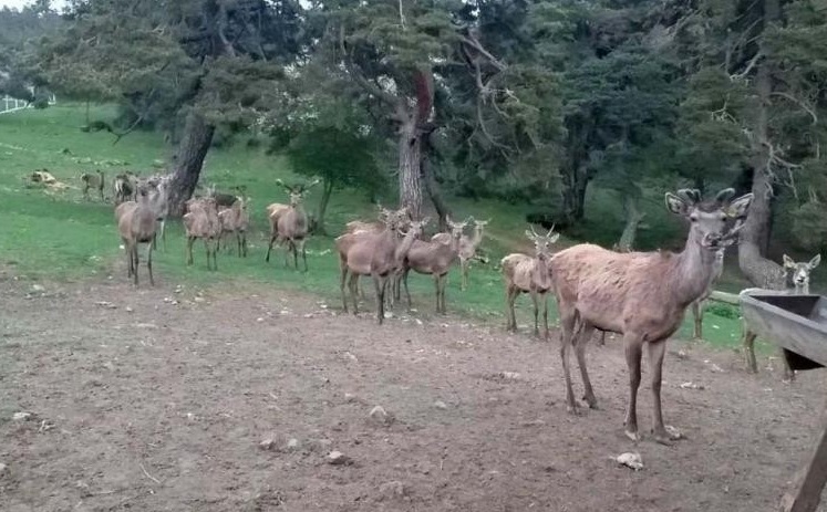 Çorum’da 8 geyik doğaya salındı