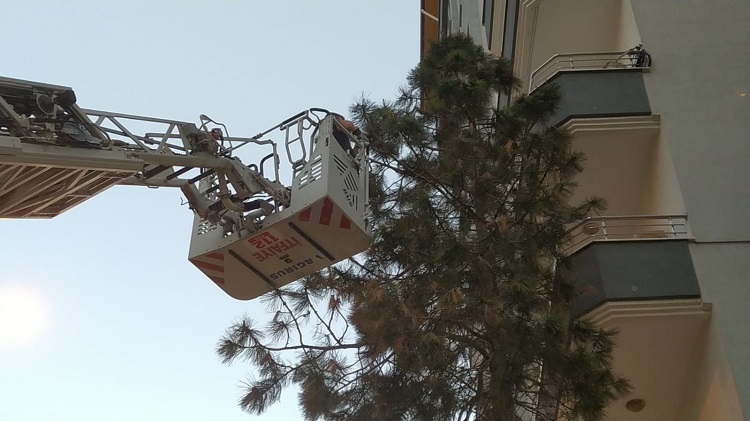Ağaca takılan güvercin kurtarıldı!