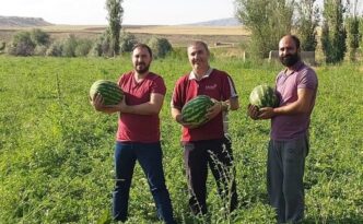 Sungurlu’da karpuz hasadı başladı