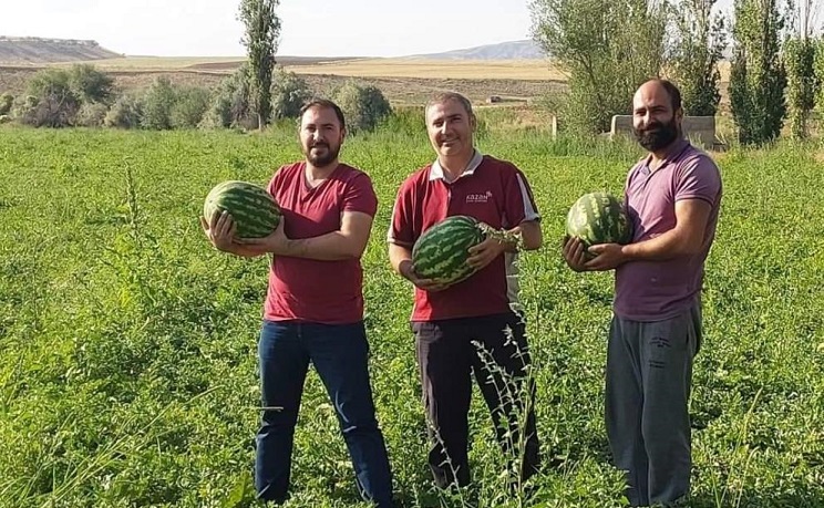 Sungurlu’da karpuz hasadı başladı