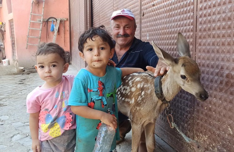 Yaralı yavru geyiğe bebek gibi baktı