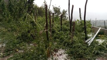 Çorum’da dolu tarım arazilerini vurdu