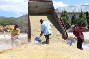 TMO hububat alımında rekor kırıyor