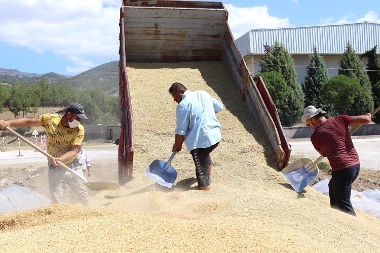 TMO hububat alımında rekor kırıyor