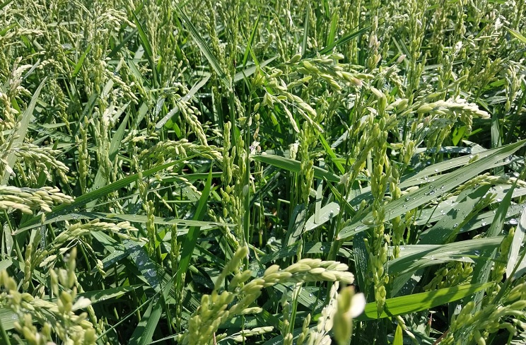 Çeltik arazileri susuz kaldı!