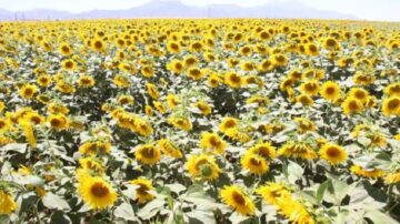 Bu yıl üreticinin yüzünü güldürecek