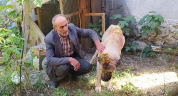 Köpeğin son hali yürekleri sızlattı!