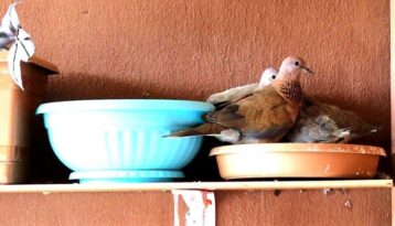 Kuşların mücadelesi kötü bitti!