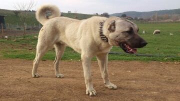 Köpek ırkları Çorum’da yarışacak