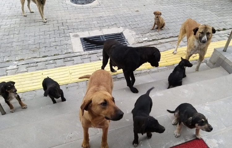 Sahipsiz hayvanlar için kurulacak