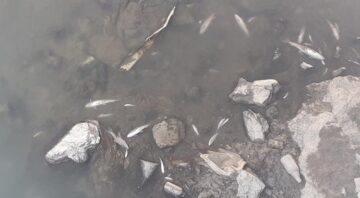 Kanalda onlarca balık öldü!