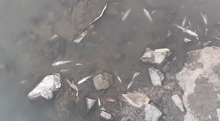 Kanalda onlarca balık öldü!