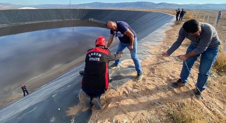 Havuza düşen tilki kurtarıldı!