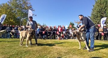 Çoban köpekleri Çorum’da yarıştı