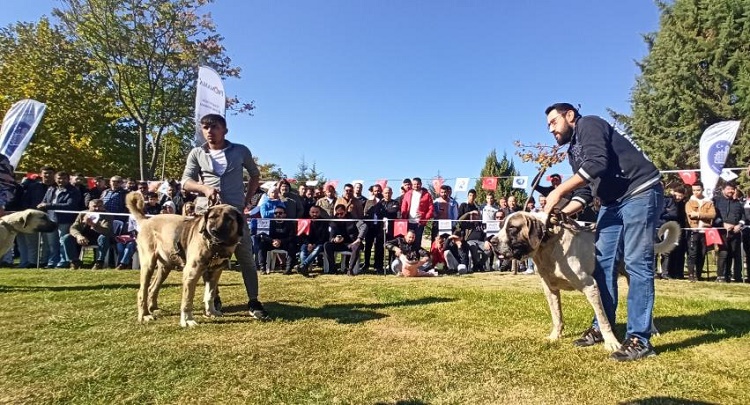 Çoban köpekleri Çorum’da yarıştı