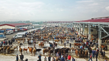 Hayvan pazarı tekrar açılıyor