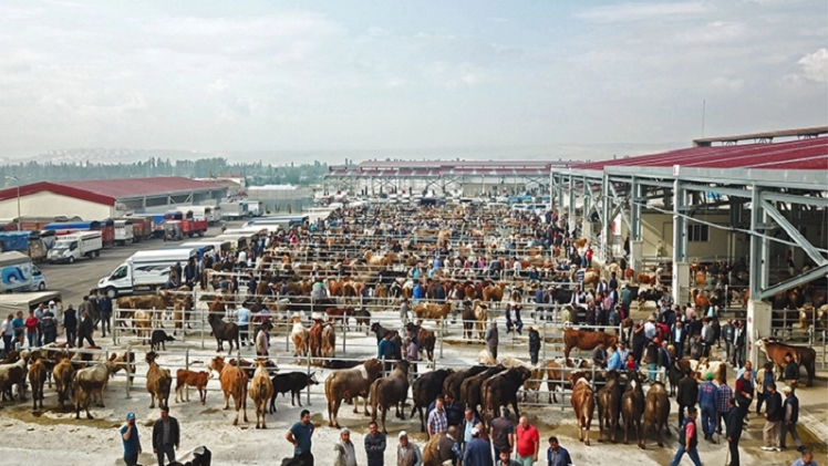 Çorum’da hayvan pazarları kapatıldı!