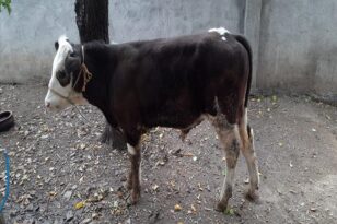 Hayvan hırsızı yakayı ele verdi!