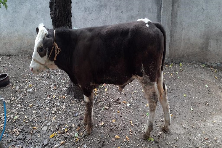 Hayvan hırsızı yakayı ele verdi!