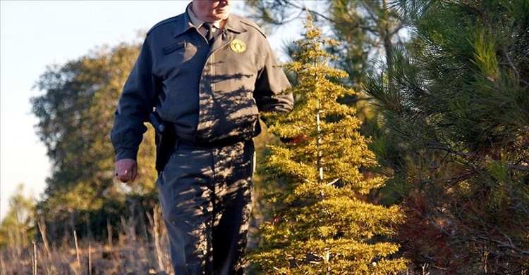 Orman çalışanlarına silahlı saldırı!