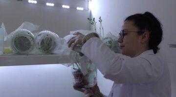 Böcek üretim laboratuvarı kuruldu